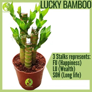 Lucky Bamboo Plant – Cute & Easy-Care House Plant🌿🍀